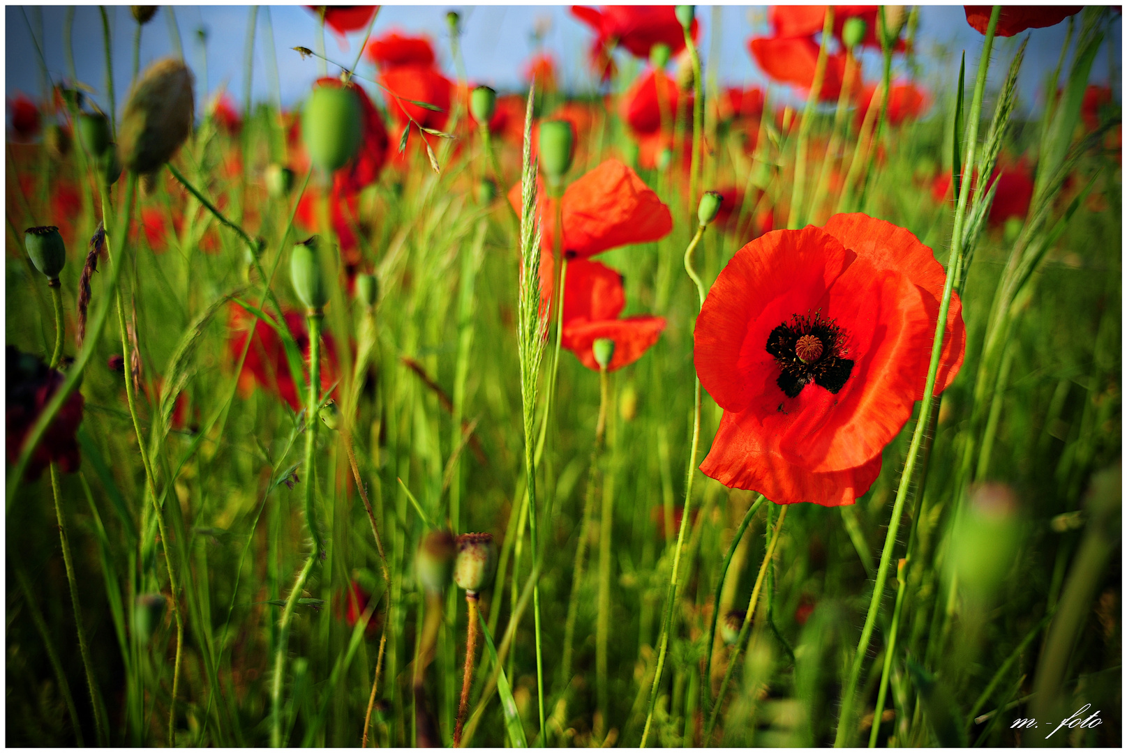 Klatschmohn (Papaver rhoeas)