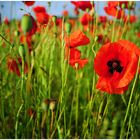 Klatschmohn (Papaver rhoeas)