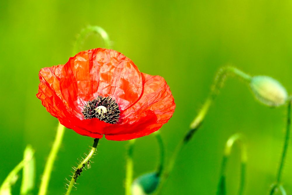 Klatschmohn (Papaver rhoeas)