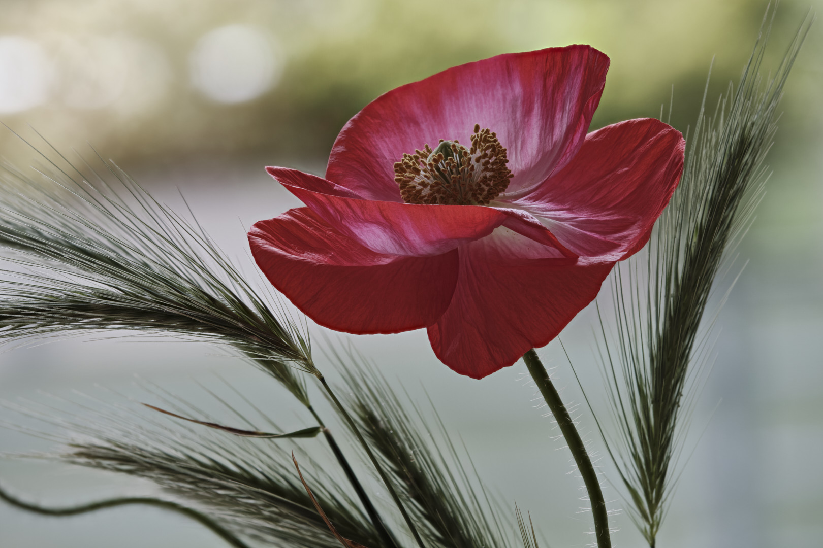 Klatschmohn (Papaver rhoeas)