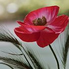 Klatschmohn (Papaver rhoeas)