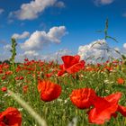 Klatschmohn, Papaver rhoeas