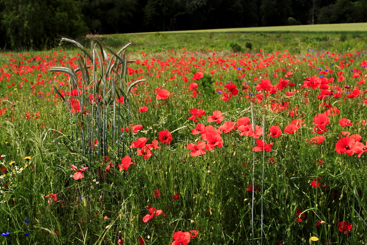 Klatschmohn (Papaver rhoeas)