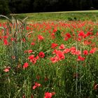 Klatschmohn (Papaver rhoeas)