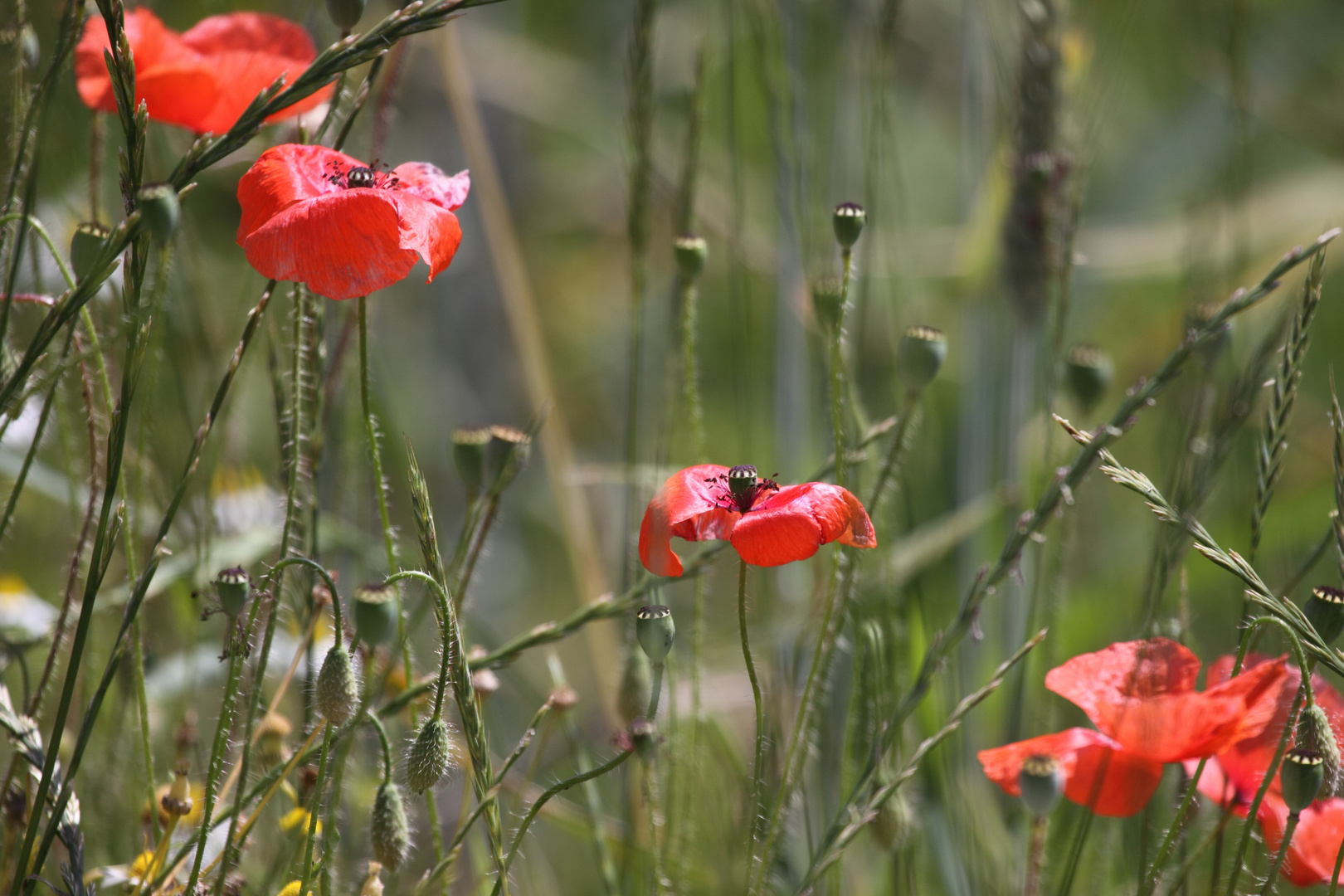 Klatschmohn (Papaver rhoeas)