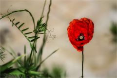 Klatschmohn (Papaver rhoeas)