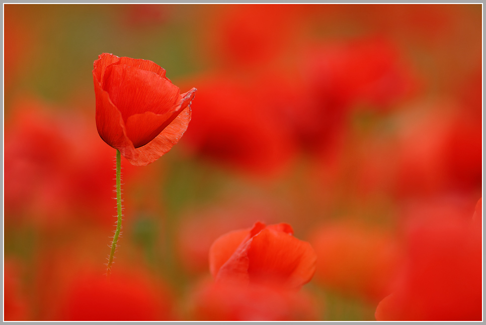 Klatschmohn (Papaver rhoeas)