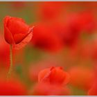 Klatschmohn (Papaver rhoeas)