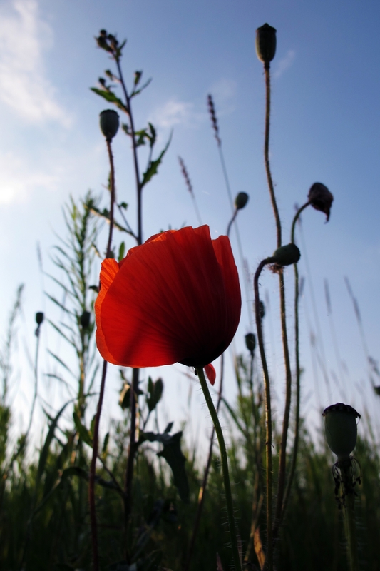 Klatschmohn (Papaver rhoeas)