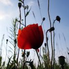 Klatschmohn (Papaver rhoeas)