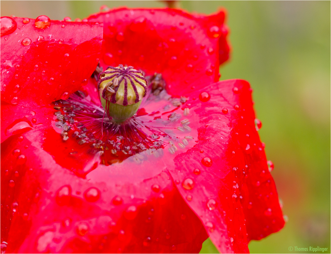 Klatschmohn (Papaver rhoeas)