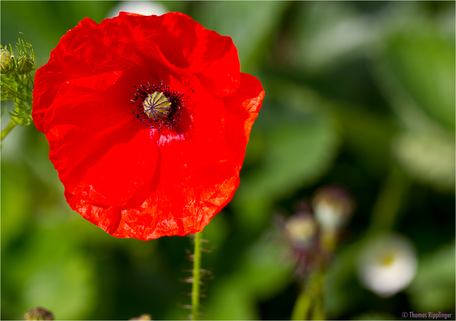 Klatschmohn (Papaver rhoeas)