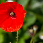 Klatschmohn (Papaver rhoeas)