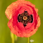 Klatschmohn  (Papaver rhoeas)