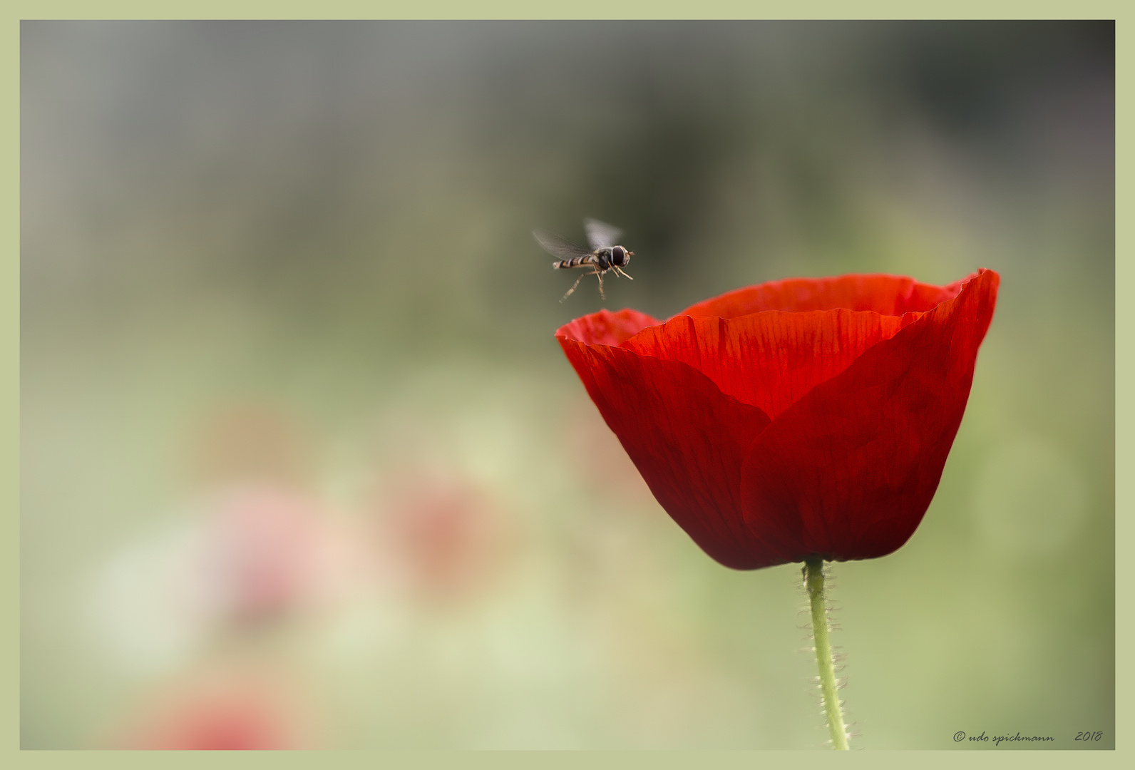 Klatschmohn / Papaver rhoeas