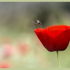 Klatschmohn / Papaver rhoeas