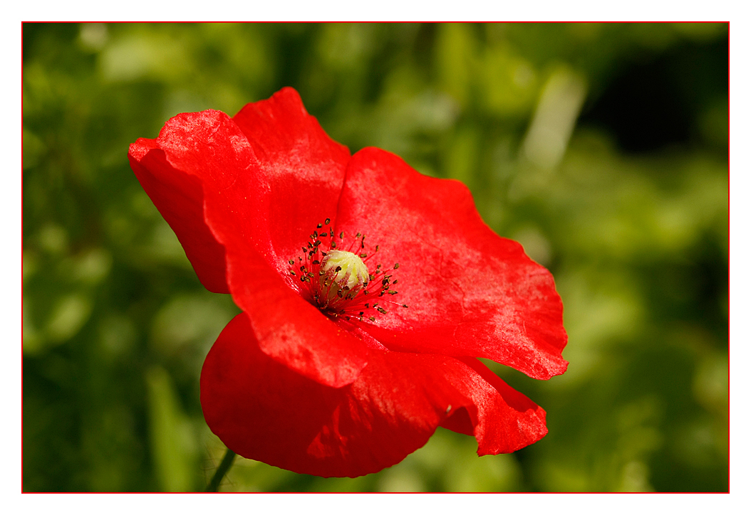 Klatschmohn (Papaver rhoeas)