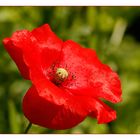 Klatschmohn (Papaver rhoeas)