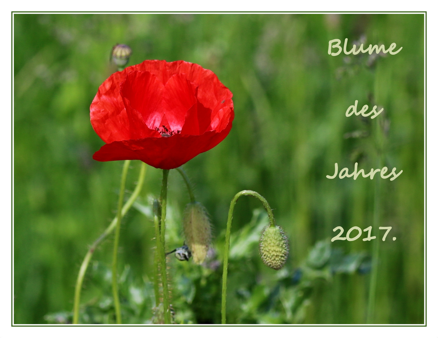  Klatschmohn (Papaver rhoeas) - Blume des Jahres 2017.