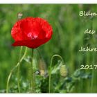  Klatschmohn (Papaver rhoeas) - Blume des Jahres 2017.