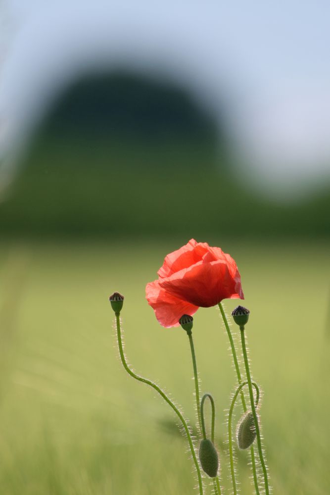 Klatschmohn (Papaver rhoeas)