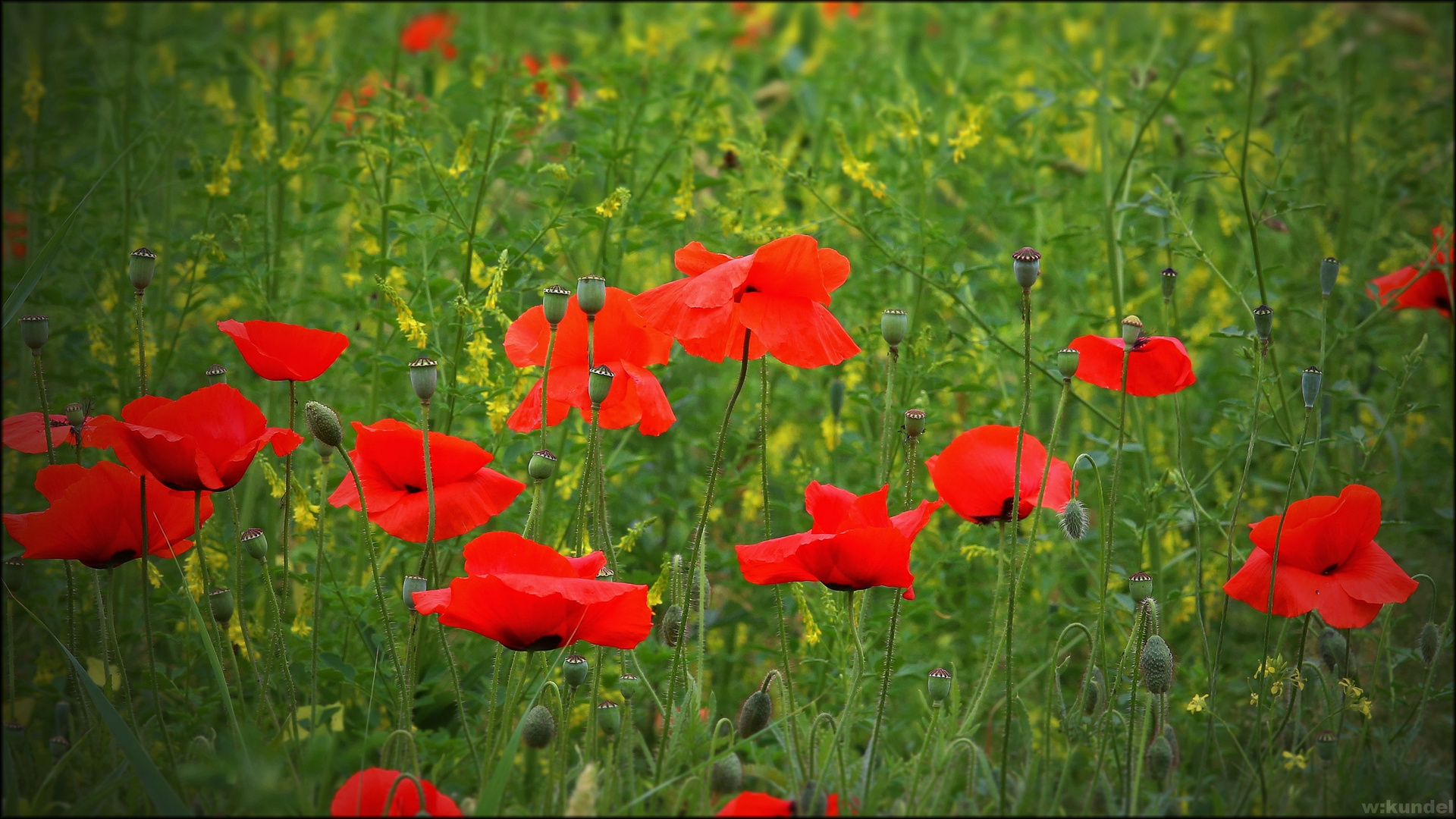 Klatschmohn (Papaver rhoeas)