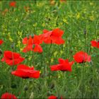 Klatschmohn (Papaver rhoeas)