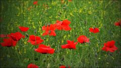 Klatschmohn (Papaver rhoeas)