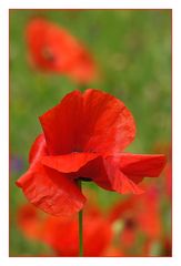 Klatschmohn (Papaver rhoeas)