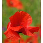 Klatschmohn (Papaver rhoeas)