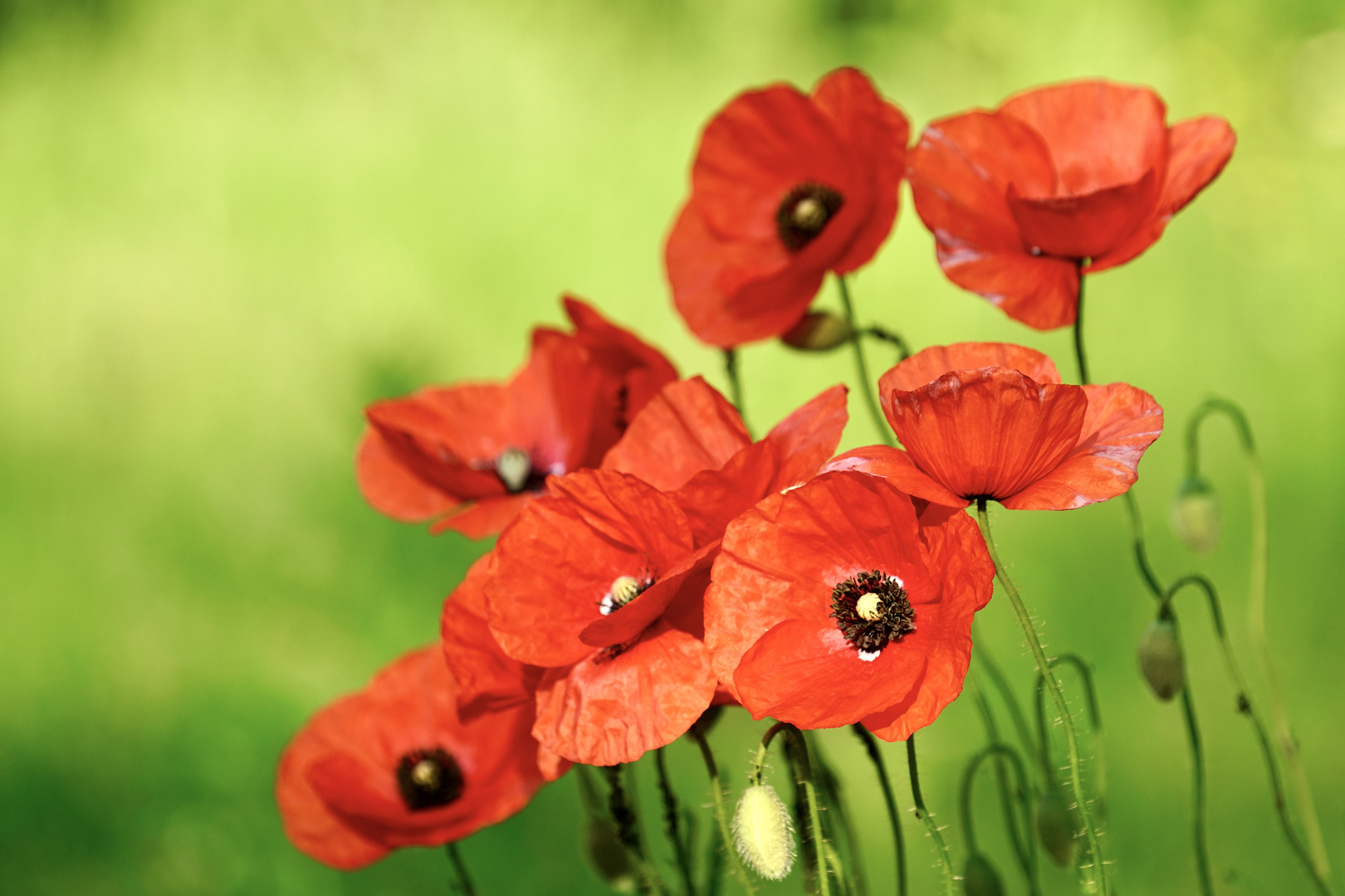 Klatschmohn (Papaver rhoeas)