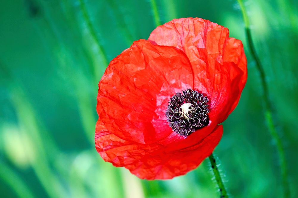 Klatschmohn (Papaver rhoeas)