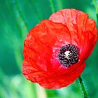 Klatschmohn (Papaver rhoeas)