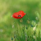 Klatschmohn (Papaver rhoeas)