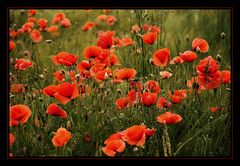 Klatschmohn (Papaver rhoeas)