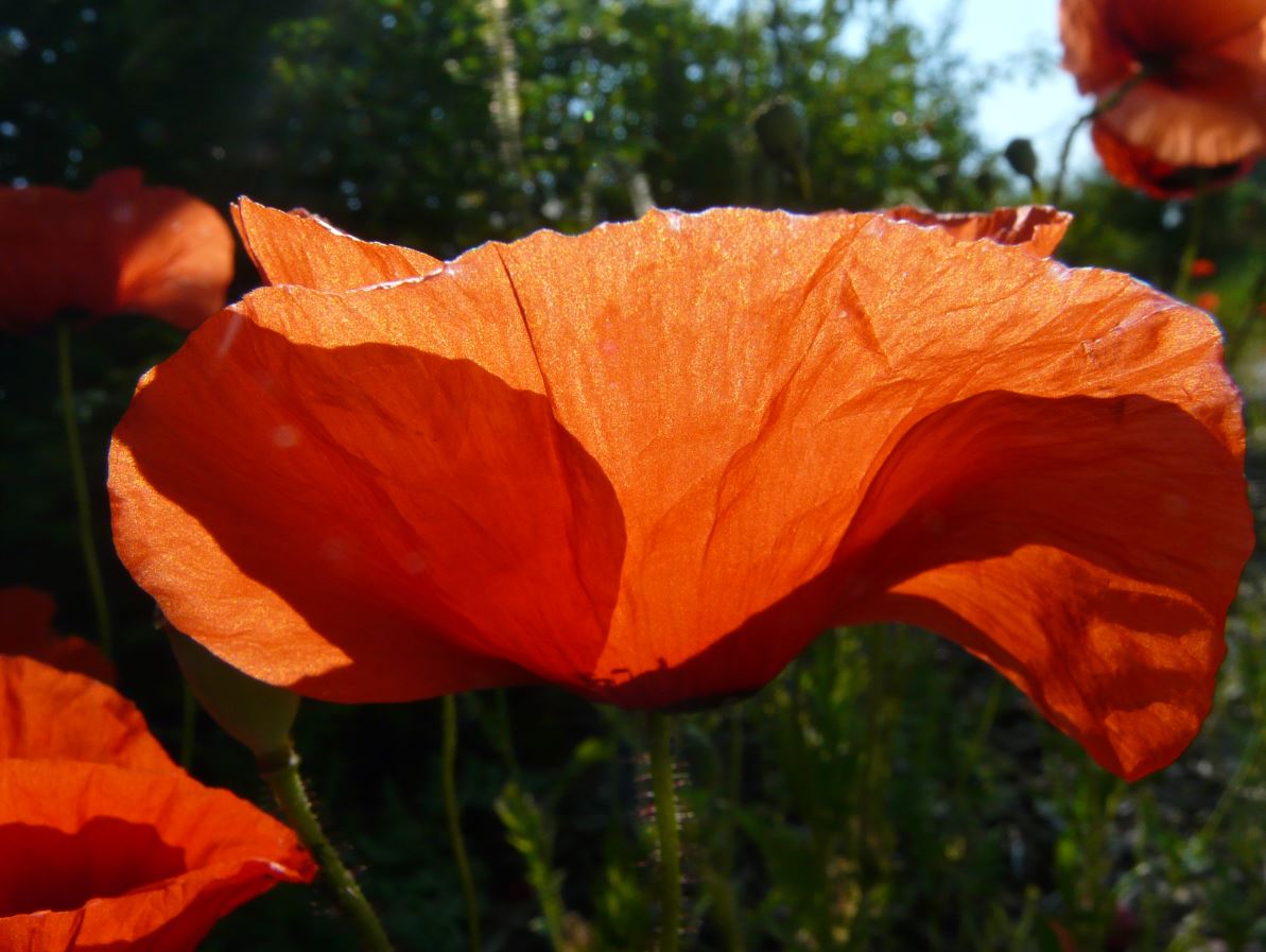 Klatschmohn - Papaver rhoeas, die Zweite