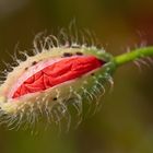 Klatschmohn (Papaver rhoeas)