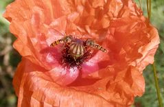 Klatschmohn - Rastplatz für Schwebfliegen