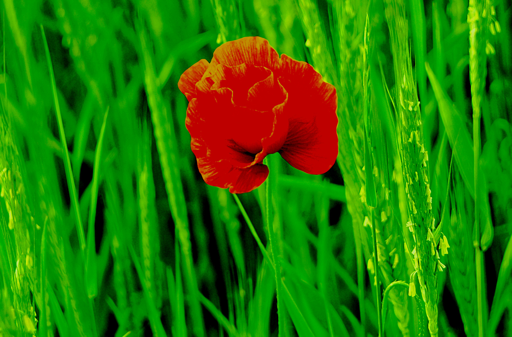 Klatschmohn - Rose