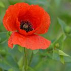 Klatschmohn – Rot