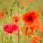 Klatschmohn rot und pink