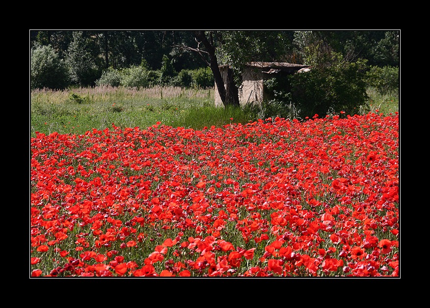 Klatschmohn satt