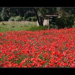 Klatschmohn satt