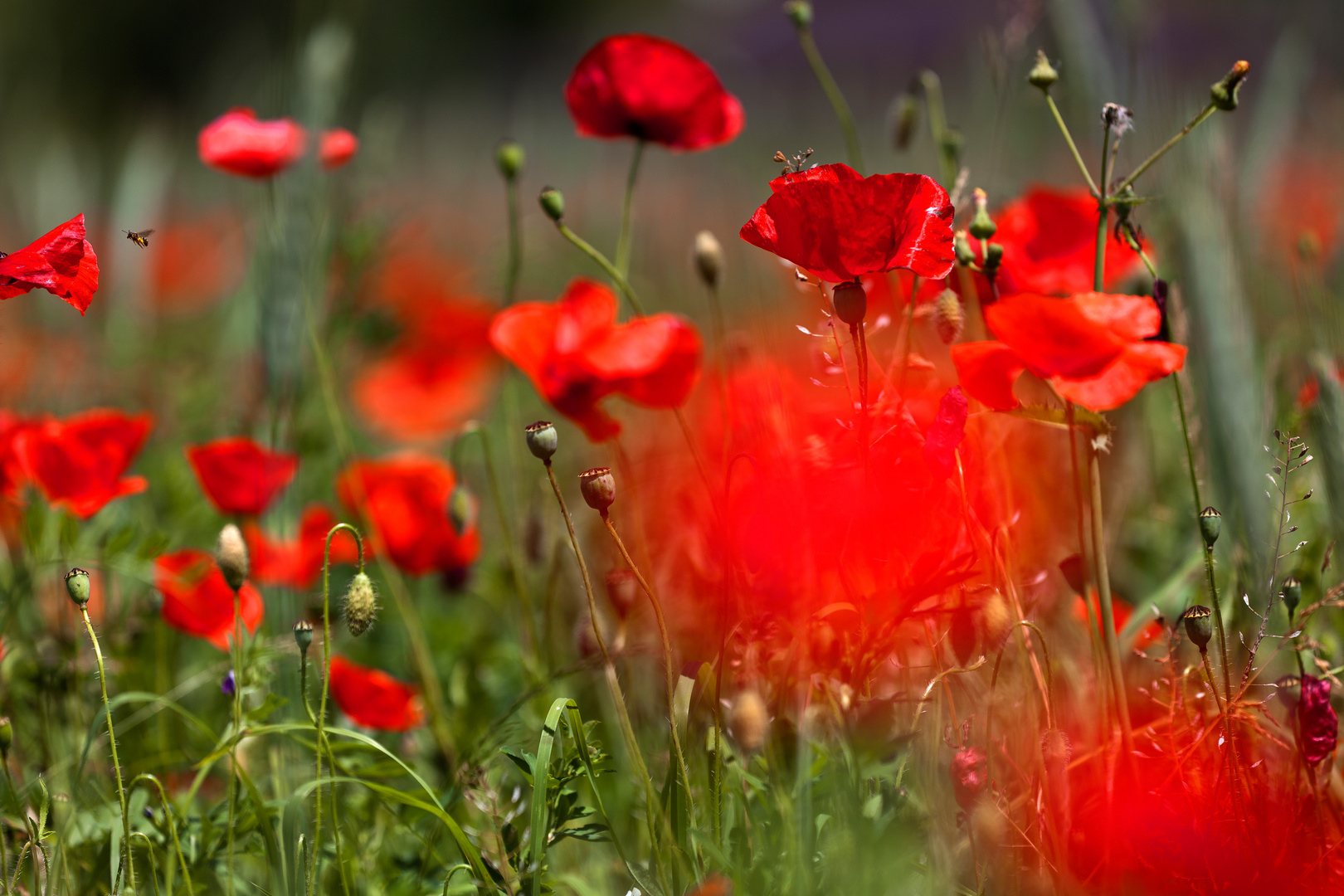 Klatschmohn schwelgt in Rot