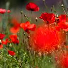 Klatschmohn schwelgt in Rot