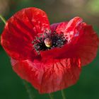 Klatschmohn, soeben aufgeblüht und noch ganz zerknittert