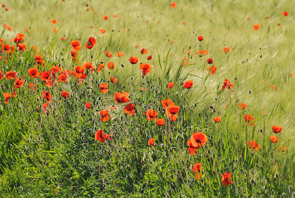 Klatschmohn – Tau