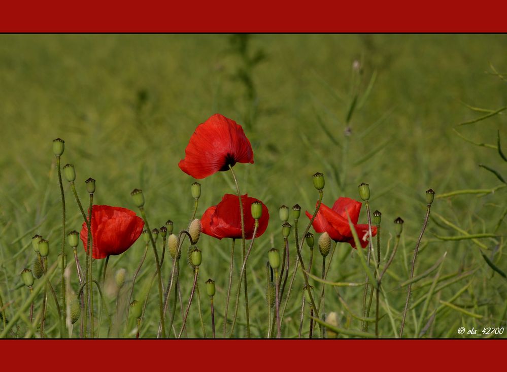 Klatschmohn - Teil II