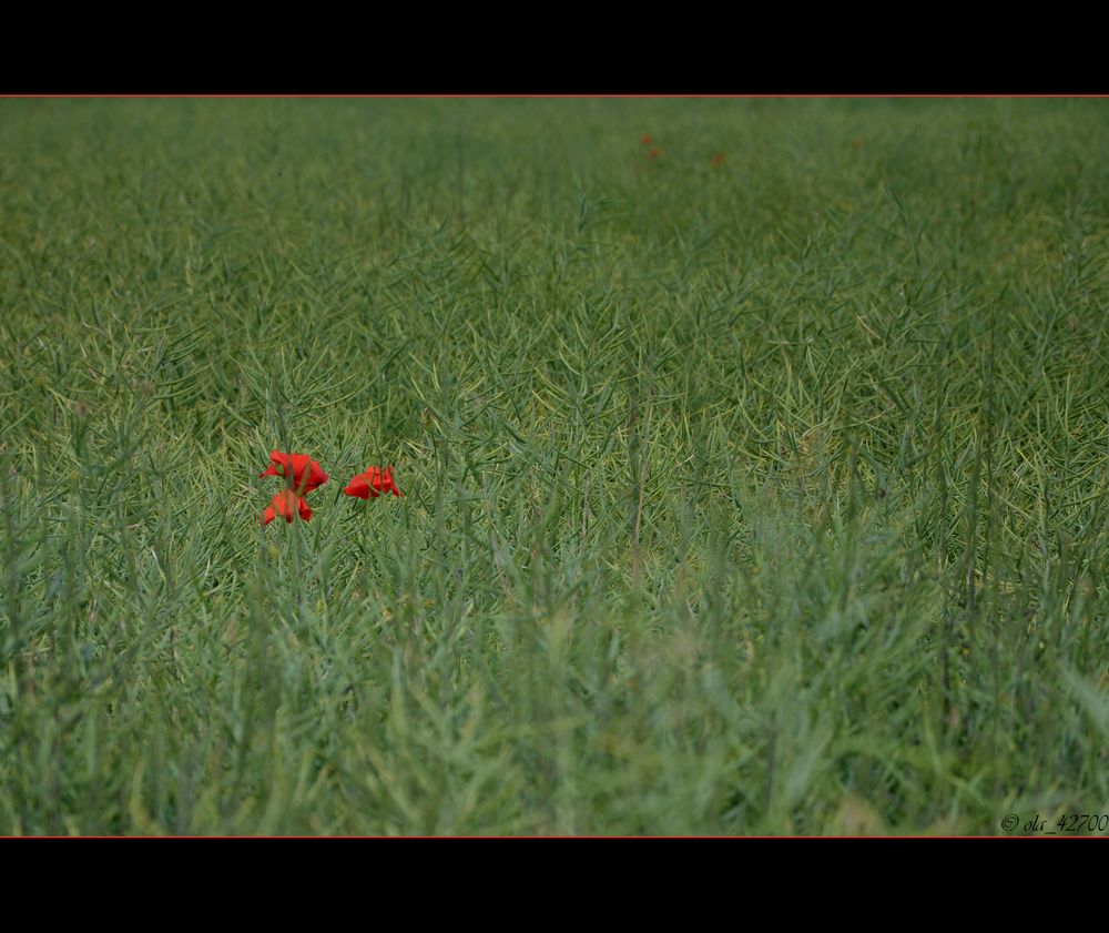 Klatschmohn - Teil III