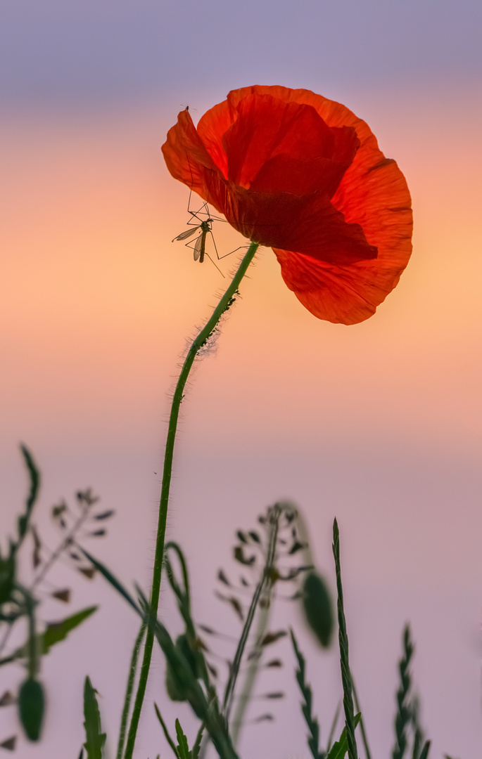 Klatsch...Mohn & Tratsch